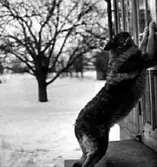 EN HUND VID YTTERDÖRREN