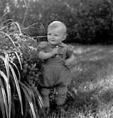 Lars Sahlin 16 månader, son till Gustav o Elsa Sahlin, Tallhöjden.
Fotot taget vid blommande liljor vid fotografens hus Hagen i Götlunda.
Tallhöjden granne med Hagen.