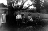 Syskonen Svea, Lennart, Sara, Inga och Sven Sigurd.
I trädet sitter Knut som är från Frösve.