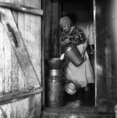 Maria Öberg står i mjölkrummet och silar över mjölk i mjölkkannor som skall hämtas av mjölkbilen.