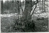 Badelunda sn, Björnön.
Stamansvällningar av rotskott på al. 1984.