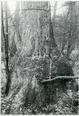 Badelunda sn, Björnön.
Stamansvällningar av rotskott på al. 1984.