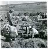Badelunda sn, Anundshögsområdet, Långby.
Restaurering av skeppssättning.