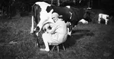 Ellen i Kalvhult sitter i huckle och träskor på sin mjölkpall och mjölkar i kohagen. (Se även bildnr EA0461)