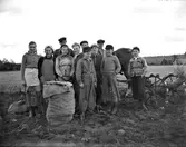Paus för fotografering i potatisskördandet på Järlövs gård med hästdragen potatisplockare bakom folket och en välfylld potatissäck framför dem.

Fr.v: Anne Marie Sjögren, ?, Ingvar i Lövagården, Signe i Ry, Kerstin Dalenbäck, Sture Svensson i Ry gluttar fram, Ingemar Sjögren, Lennart i Lövagården, Karl Snygg, Kämpa-Alf, Kämpa-Ingvar.