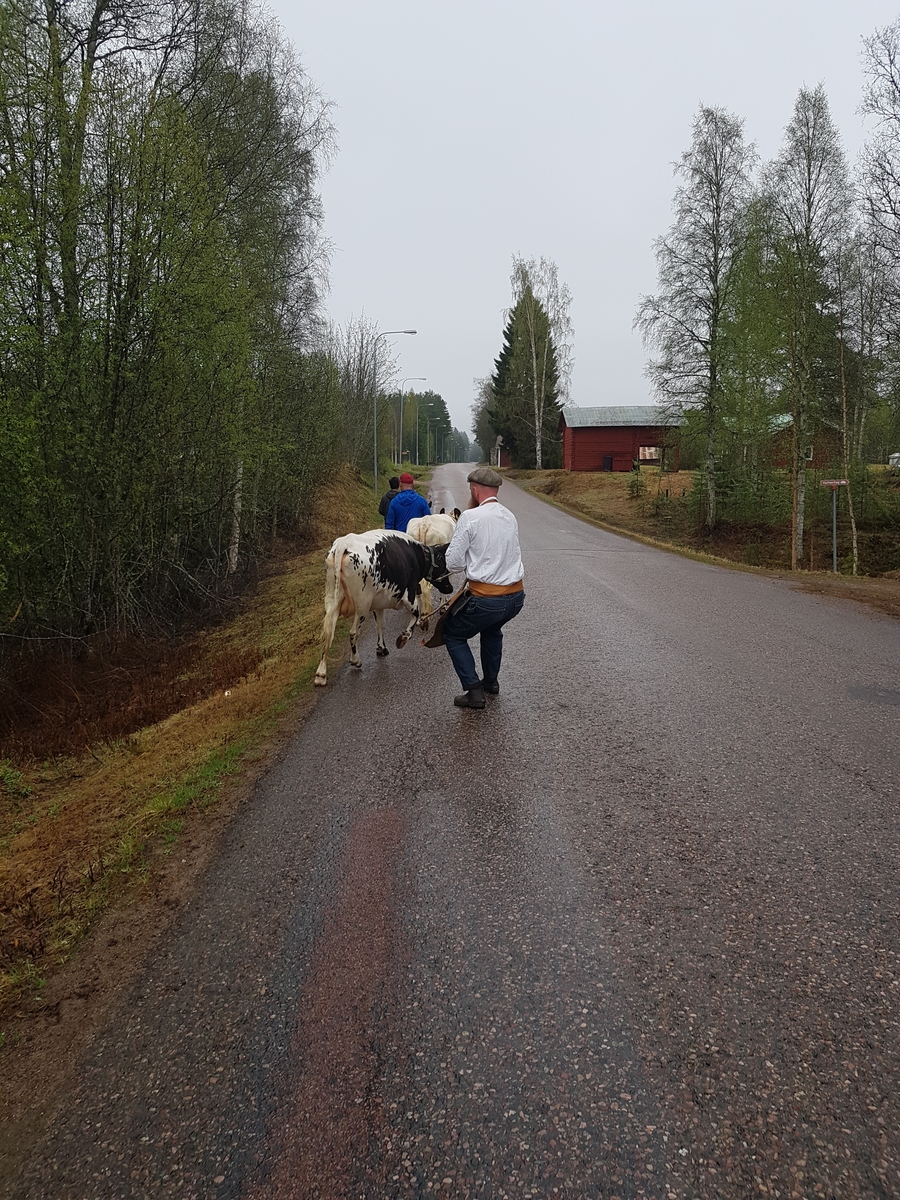Jennie Tiderman-Österberg, Buffring till Arvselens fäbod, Malung, 2018. Täpp Lars bromsar den inlånade kossan Pärla.