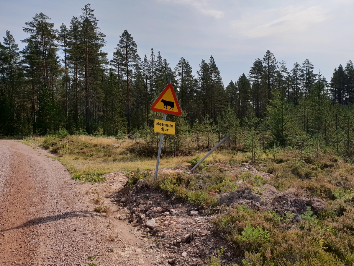 Jennie Tiderman-Österberg, Varning för betande djur. Vägskylt på väg till Brindbergs fäbodar, Älvdalen, 2018.