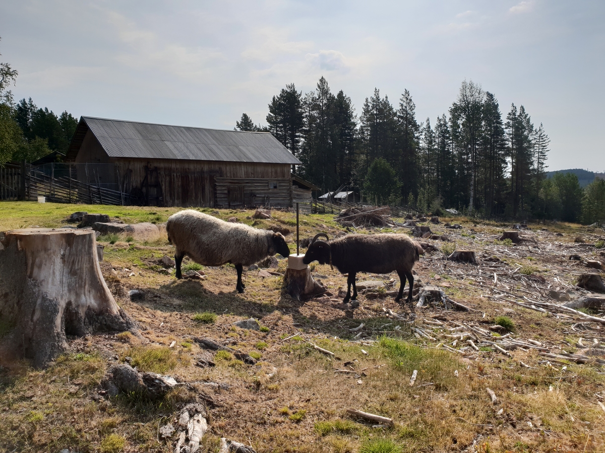 Jennie Tiderman-Österberg, May lick on salt stone. Brindberg Fathers, Älvdalen, 2018.