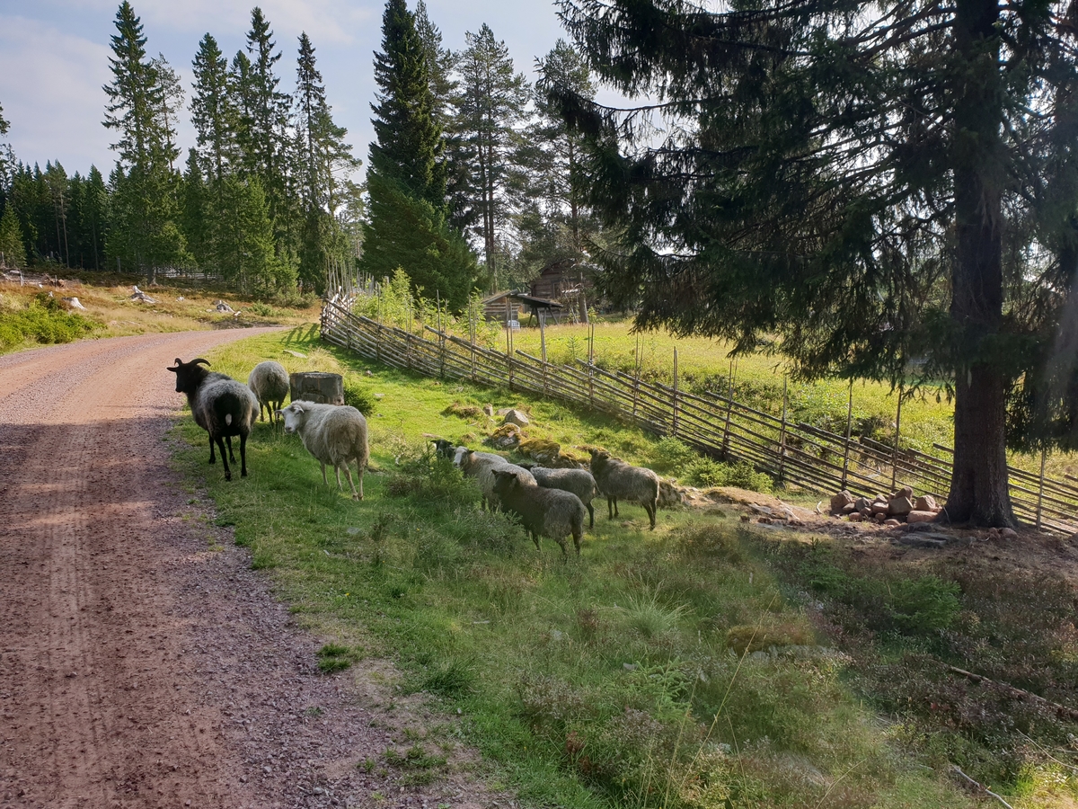 Jennie Tiderman-Österberg, Sheep at Brindberg Fathers, Älvdalen, 2018.