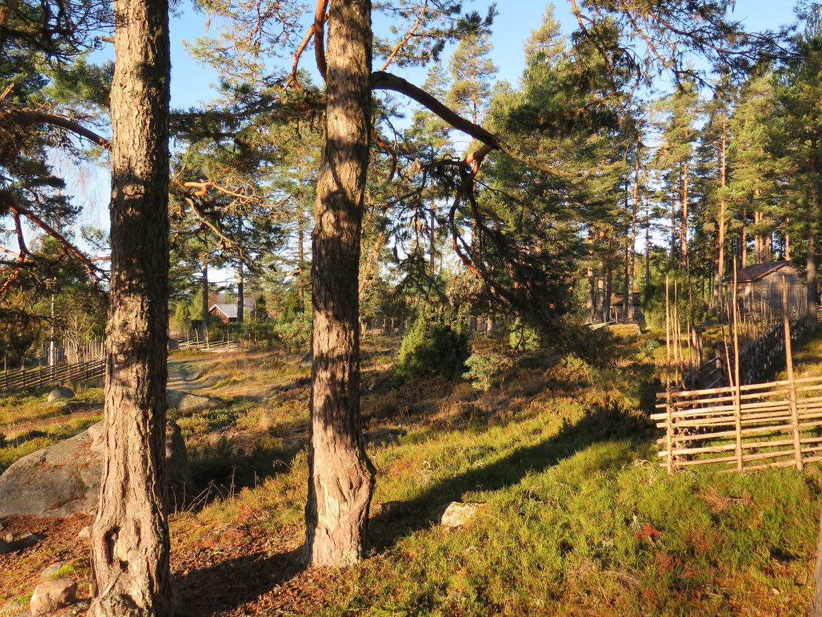 Jennie Tiderman-Österberg, View, Forest, Pines, Grejsans Fatherside, Enviken, 2017.