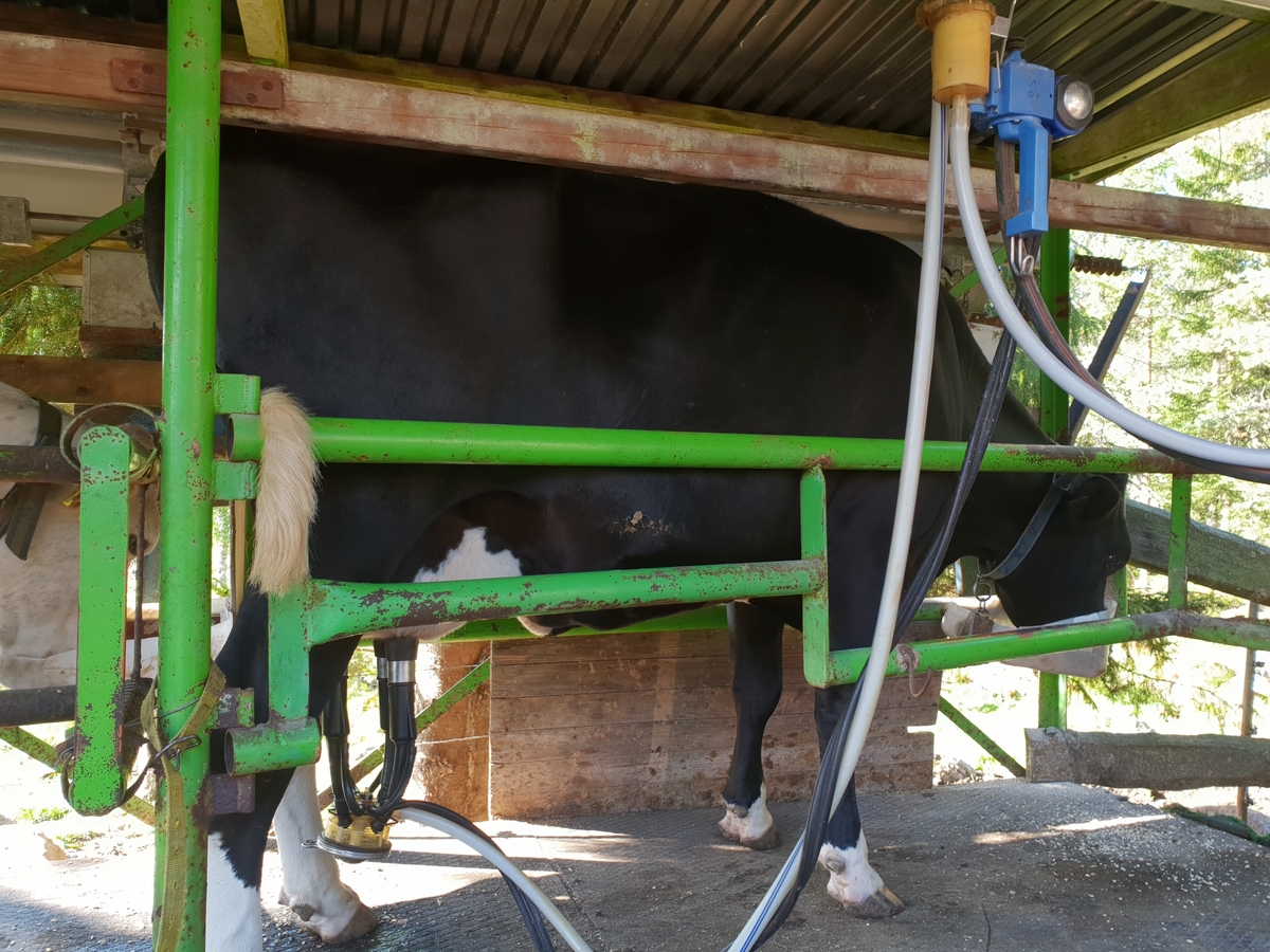 Jennie Tiderman-Österberg, The cows are milked with a milking machine, the New Lake Fathers, Svardsjö, Falun, 2018.