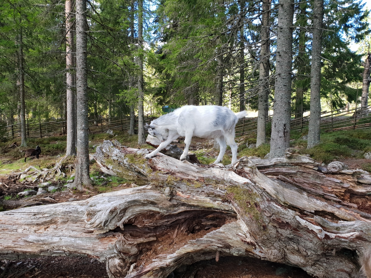 Jennie Tiderman-Österberg, Killing itches. Stands on degraded trees.