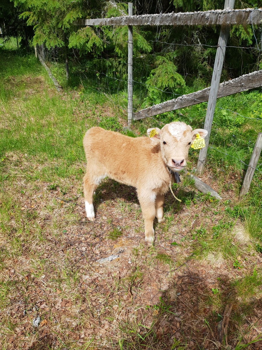 Jennie Tiderman-Österberg, The calf of Jacob. The Priest Boders, Jusvik, 2018.