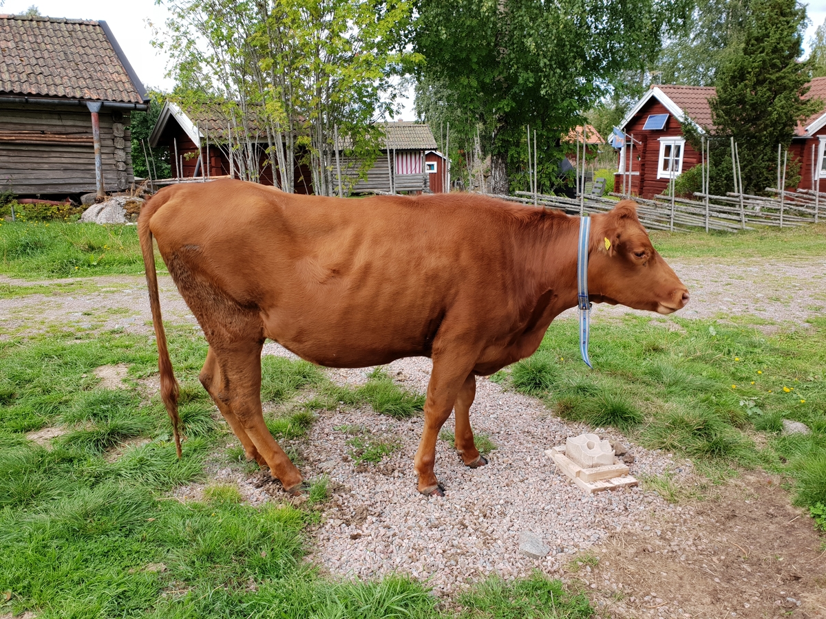 Jennie Tiderman-Österberg, The Cow of the Racial Cattle, West Atlantic, Gagnef, 2018.