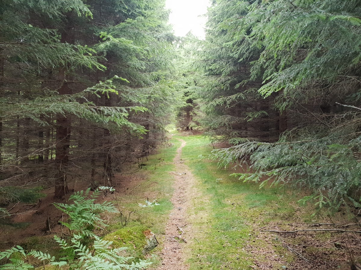 Jennie Tiderman-Österberg, Hiking path up to the Fathers of Pran, Borlänge, 2018.