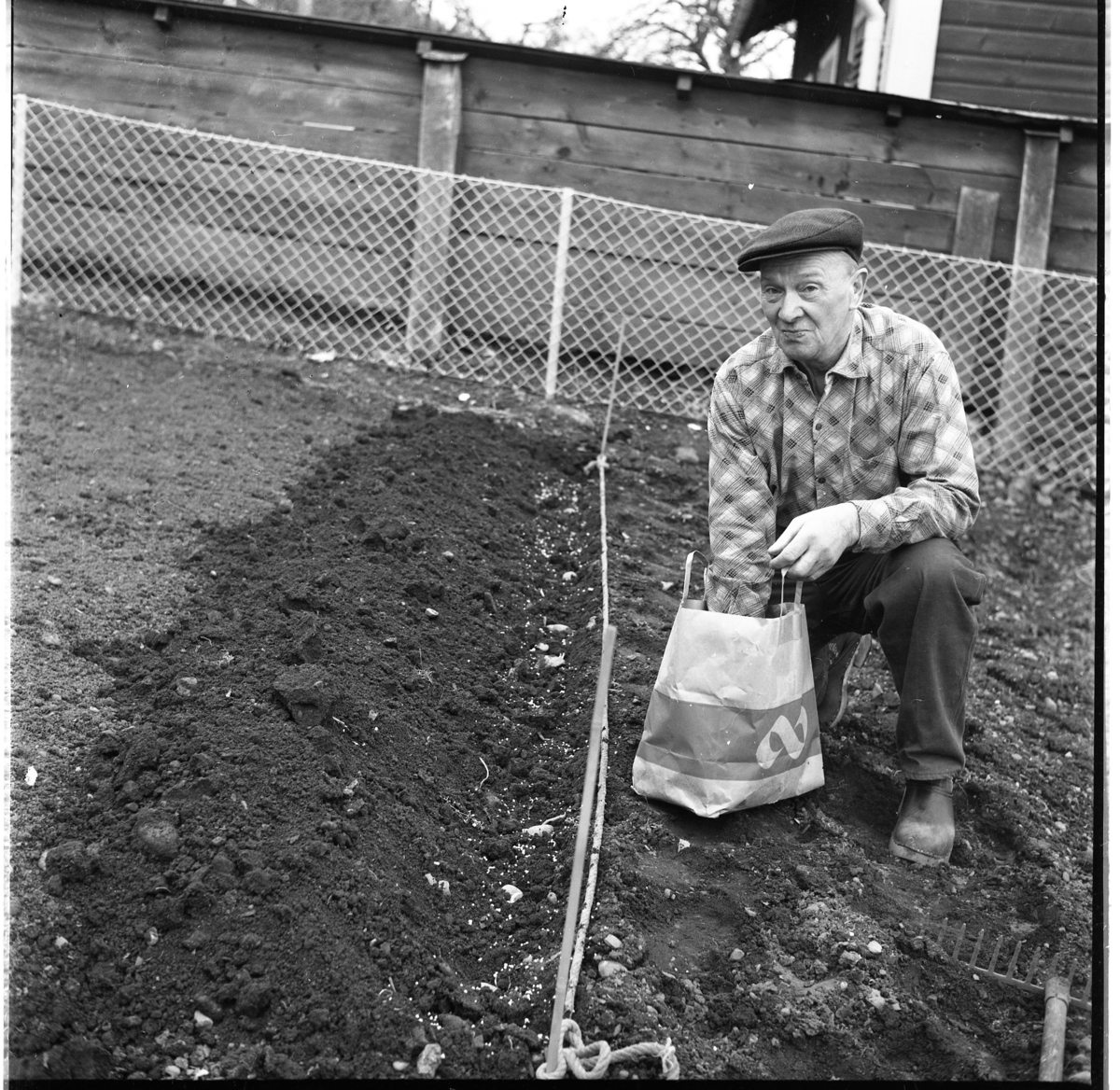 Percy Heldebrandt, Erik Fager sitter på knä i ett trädgårdsland och sätter potatis, troligen. Han bär keps, rutig skjorta och har träskor på fötterna.