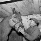 Gällersta, travtränare. 
23 december 1958.