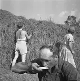 Diverse bilder, 1958. 
Skördearbete.