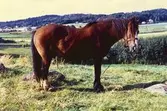 Tollered 1:4.
Verner Karlssons sista häst 1960-tal.