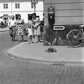 Andhona, med ungar, på väg mot ån.