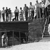 Andfamilj på väg till ån.