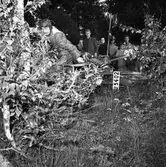 Arbogas Stjärnknutte
Tävling. Terrängkörning med motorcykel. Här är en avåkning. Publiken står alldeles intill.