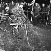 Arbogas Stjärnknutte.
Tävling i terrängkörning med motorcykel. Publiken står alldeles intill banan.