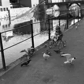 Ett barn i sittvagn matar duvor och skrattmåsar. Bilden är tagen på Labron/Ladbron/Lastbron. Till vänster ses Stadsbiblioteket och rakt fram ses Kapellbron över Arbogaån.
