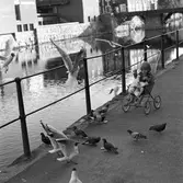Ett barn i sittvagn matar duvor och skrattmåsar. Bilden är tagen på Labron/Ladbron/Lastbron. Till vänster ses Stadsbiblioteket och rakt fram ses Kapellbron.