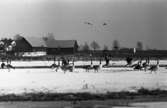 Fåglar, Canadagäss, bilder till ett reportage med Tord W
En gård ses i bakgrunden. Snön ligger ännu kvar.