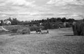 Höskörd på fältet sydväst om Västerbron. En man arbetar tillsammans med en häst. Två hässjor är klara. En man har satt upp störar till nästa höhässja. På andra sidan Arbogaån ses Villagatsbadet.