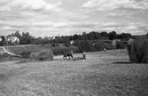 Höskörd på fältet sydväst om Västerbron. En man arbetar tillsammans med en häst. Två hässjor är klara. En man har satt upp störar till nästa höhässja. På andra sidan Arbogaån ses Villagatsbadet.