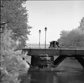 Några barn bär hem en julgran. De är på väg över Kapellbron.