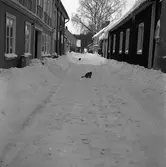 Västerlånggatan i mellandagarna. Två katter är ute i snön.
