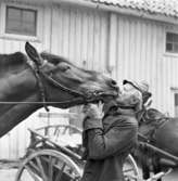 Kusken Gustav Jansson med sin nordsvenska häst Tonyson. En vagn och en annan häst skymtar i bakgrunden.