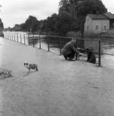 Uppe ur ån! Katten Måns har räddats av polismännen Ragnar Hedin (sittande) och Ivan Pettersson, på stegen.
Måns är hemmahörande hos familjen Hallin på Västerlånggatan 3. Det här är inte första gången han varit ute på äventyr.
Tilläggas kan, att lillmatte Marie-Louise bjöd poliserna på tårta för deras hjältemodiga insats!