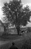 Trädfällning vid prostgården, intill Sankt Nikolai kyrka. En man med hjälm och motorsåg fäller ett stort träd. Byggnader på Herrgårdsvägen samt skorstenen till Arboga Kvarn och Maltfabrik ses i bakgrunden.