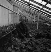 Trädgårdsmästare Olle Ekblom i växthuset bland pelargonerna.