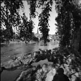 Utsikt över ågårdar på Arbogaåns norra sida. Heliga Trefaldighetskyrkan och Kapellbron ses mellan björkens grenar.
Bilden är tagen från en brandgata vid Storgatan.