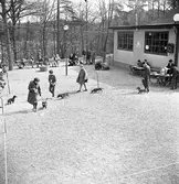 Hundutställning utomhus. Fyra personer visar sina strävhåriga taxar i utställningsringen. Publiken sitter på bänkar och ser på.