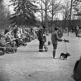 Hundutställning utomhus. Strävhåriga taxar visas i utställningsringen närmast fotografen. Publiken sitter på bänkar och tittar på.