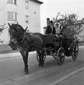Kusken Gustav Jansson kör brudparet Levin i björkklädd vagn. Bruden bär krona och slöja. I buketten ses rosor och prästkragar.
Gustav har uniform och hästen har en blomma vid örat.