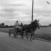 En kvinna kör häst och vagn på Jädersvägen. Det är sommar och hon har klänning på sig och har en piska i handen.