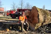 Trädfällning i Bergmanparken. Den stora gråpoppeln har sågats ner. Man med hjälm och skyddskläder, sitter på stubben.
I bakgrunden ses bil med lyftkran och Granngårdens butik.