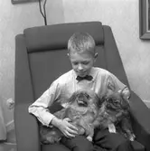 Boxervalpar.
5 januari 1959.