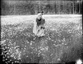 Sannolikt Tyra Edhlund plockar blommor, Östhammar, Uppland