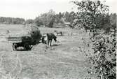 Vallby, Västerås.
Vallby nr 4. Höbärgning med häst och vagn, 1934.