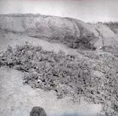 Vy från Blå Jungfrun. Klipphäll med vegetation.