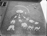 SKÖNDALS FOLKSKOLA (NOAKS ARK M.M.)