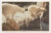 Vykort med motiv från Skansen. Isbjörnar.